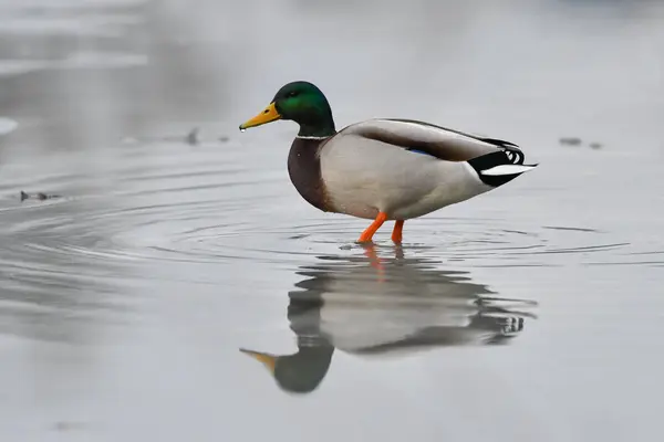 2024 gölündeki ördekler