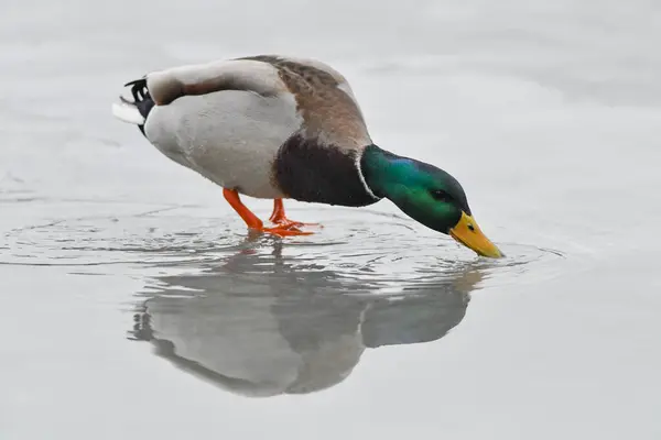 2024 gölündeki ördekler