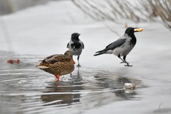 2024 gölündeki ördekler