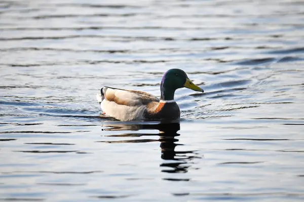 2024 gölündeki ördekler