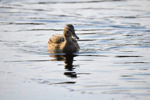 2024 gölündeki ördekler
