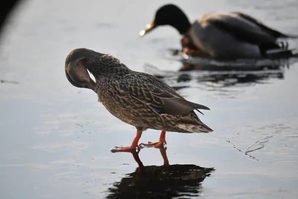 2024 gölündeki ördekler