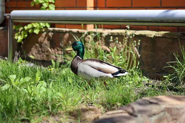 2024 gölündeki ördekler