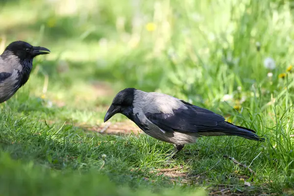 2024 gölündeki ördekler