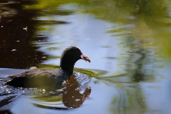 2024 gölündeki ördekler