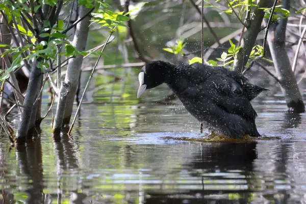 2024 gölündeki ördekler