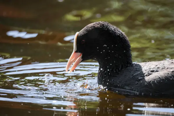 2024 gölündeki ördekler