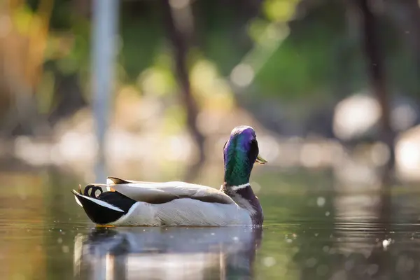 2024 gölündeki ördekler