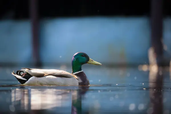 2024 gölündeki ördekler