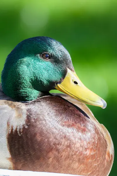 2024 gölündeki ördekler