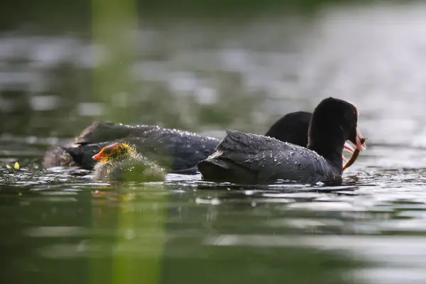 2024 gölündeki ördekler