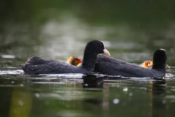 2024 gölündeki ördekler