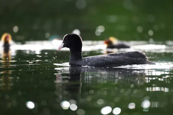 2024 gölündeki ördekler