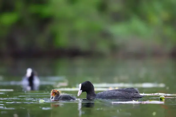 2024 gölündeki ördekler
