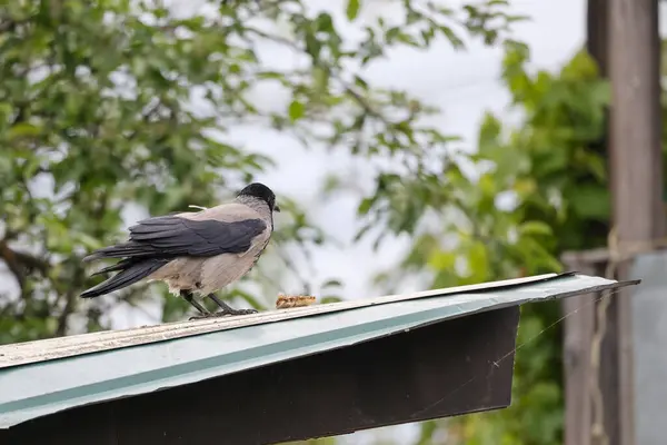 2024 gölündeki ördekler