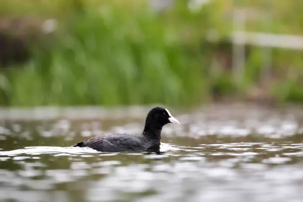 2024 gölündeki ördekler