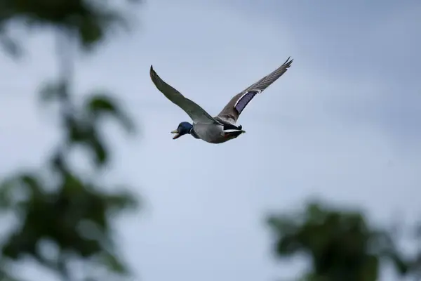 2024 gölündeki ördekler