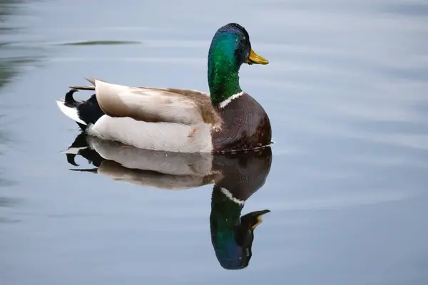 2024 gölündeki ördekler