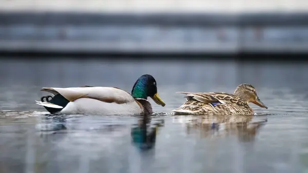 2024 gölündeki ördekler