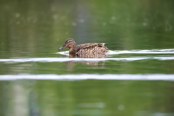 2024 gölündeki ördekler