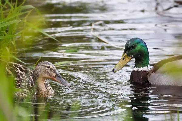 2024 gölündeki ördekler