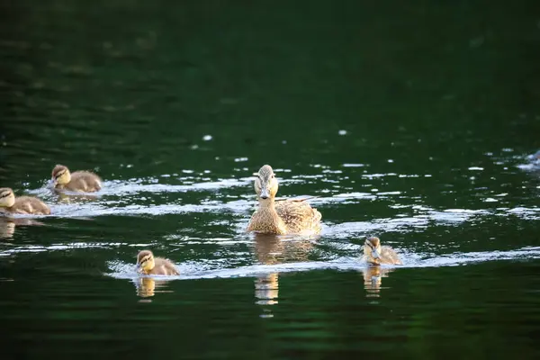 2024 gölündeki ördekler