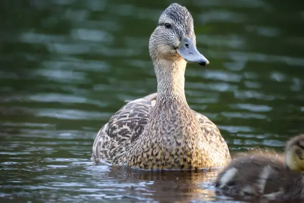 2024 gölündeki ördekler