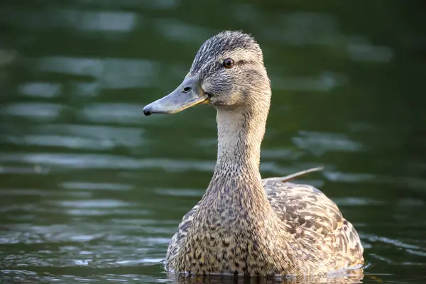 2024 gölündeki ördekler