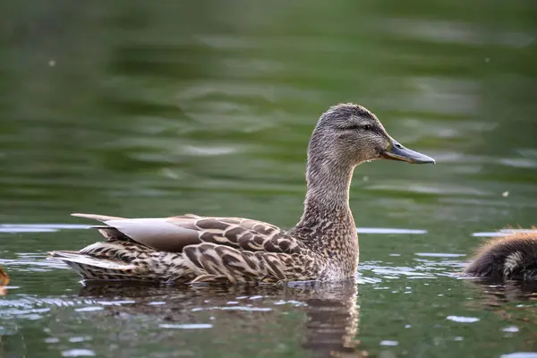 2024 gölündeki ördekler