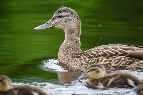 2024 gölündeki ördekler