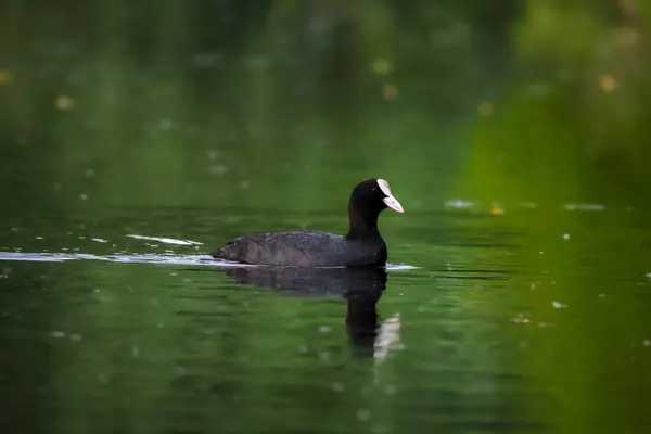 2024 gölündeki ördekler