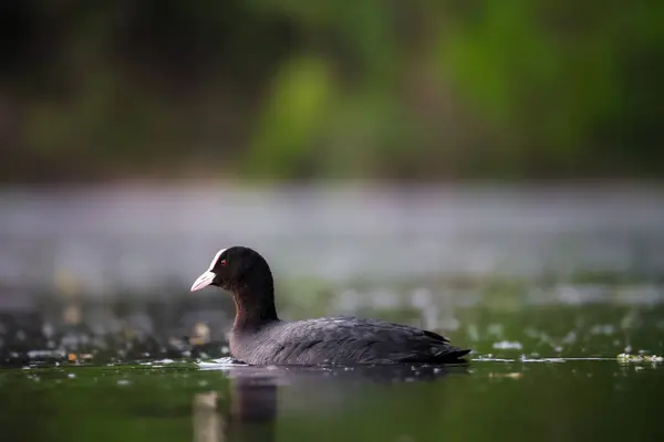 2024 gölündeki ördekler