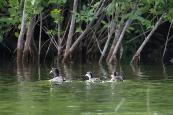 2024 gölündeki ördekler