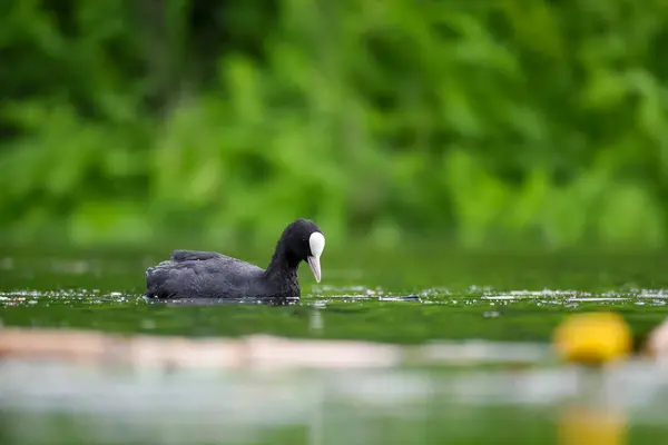 2024 gölündeki ördekler