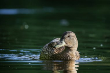 2024 gölündeki ördekler