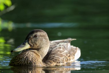 2024 gölündeki ördekler