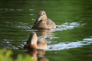 2024 gölündeki ördekler