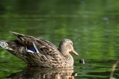 2024 gölündeki ördekler