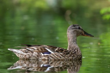 2024 gölündeki ördekler