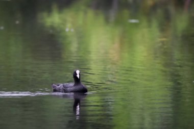 2024 gölündeki ördekler