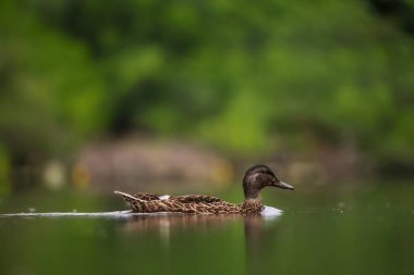 2024 gölündeki ördekler