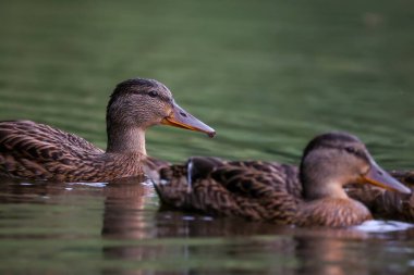 2024 gölündeki ördekler