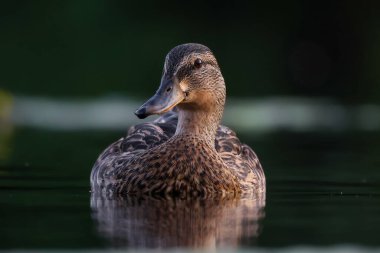 2024 gölündeki ördekler