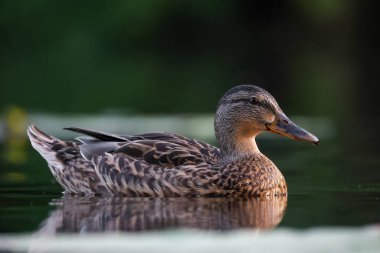 2024 gölündeki ördekler