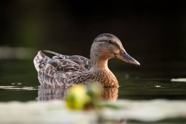 2024 gölündeki ördekler