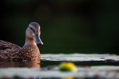 2024 gölündeki ördekler