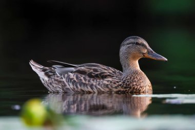2024 gölündeki ördekler