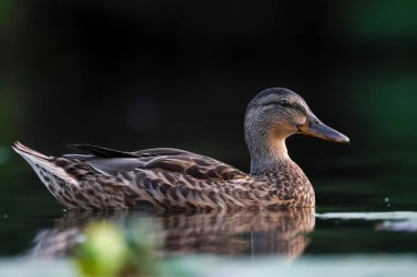 2024 gölündeki ördekler