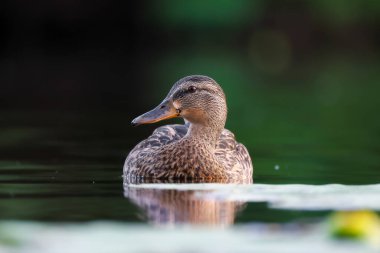 2024 gölündeki ördekler
