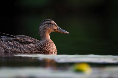 2024 gölündeki ördekler